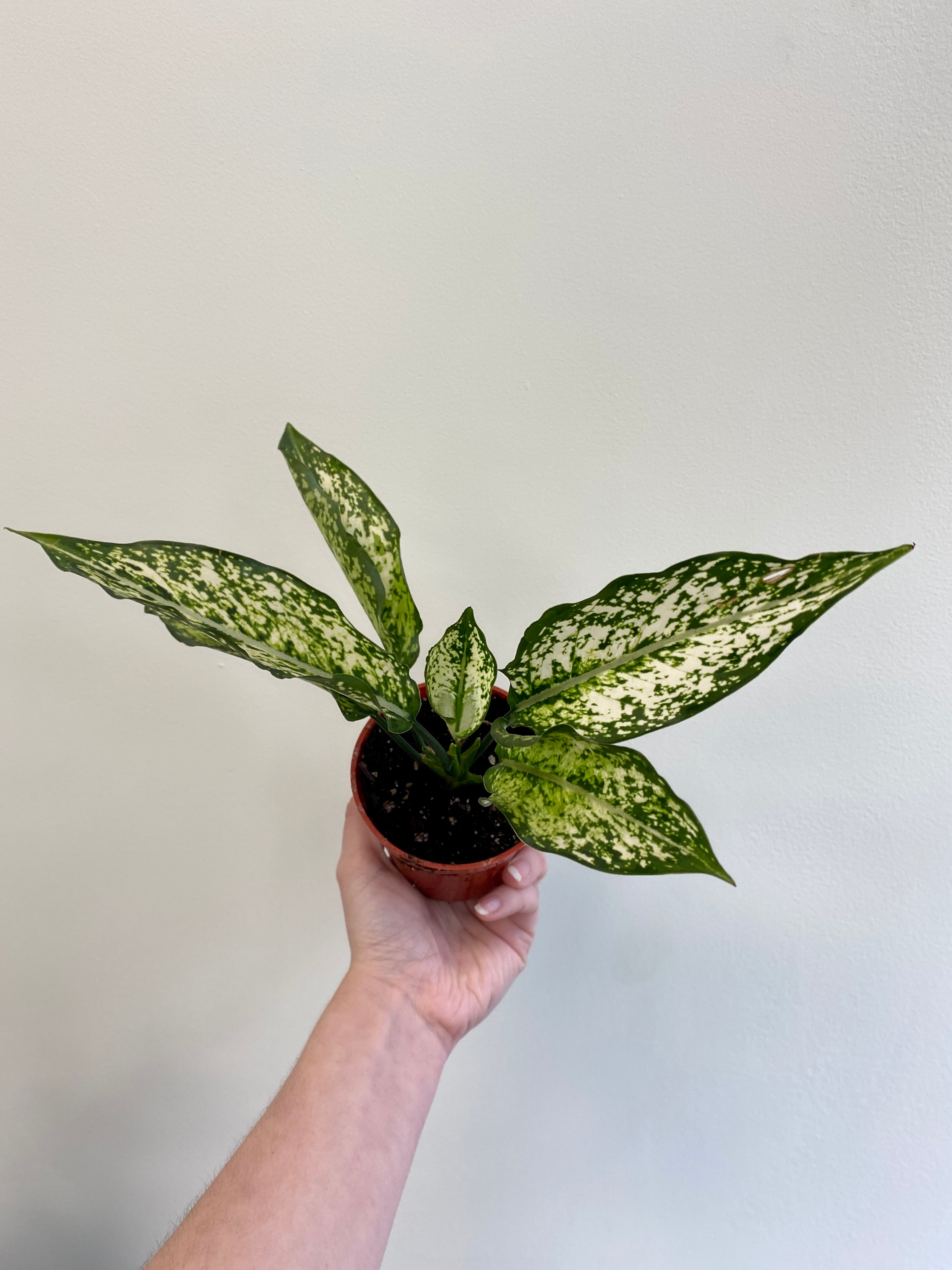 aglaonema osaka Aglaonema 'Osaka'