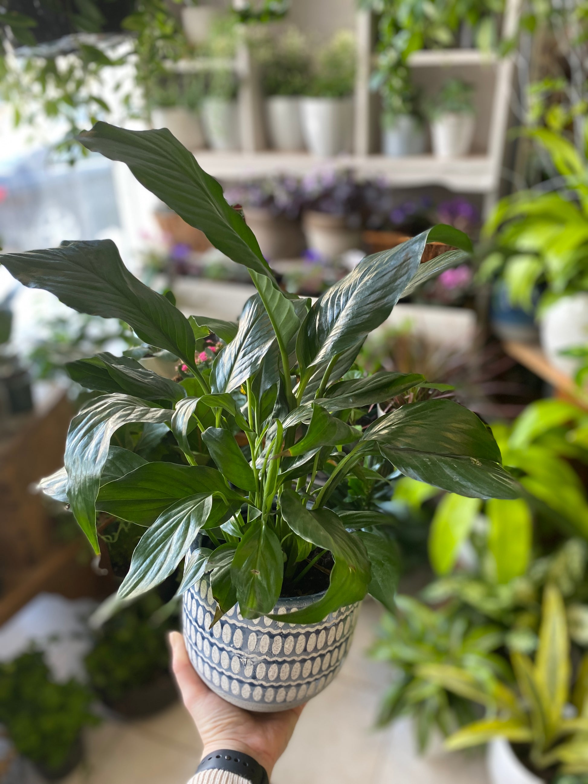 peace lily canada Spathiphyllum Wallisii