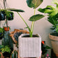 Alocasia ‘Regal Shield’