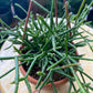 Rhipsalis baccifera - Mistletoe Cactus