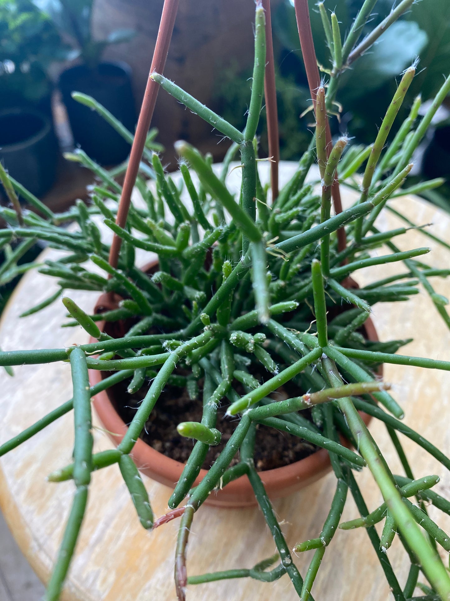 Rhipsalis baccifera - Mistletoe Cactus