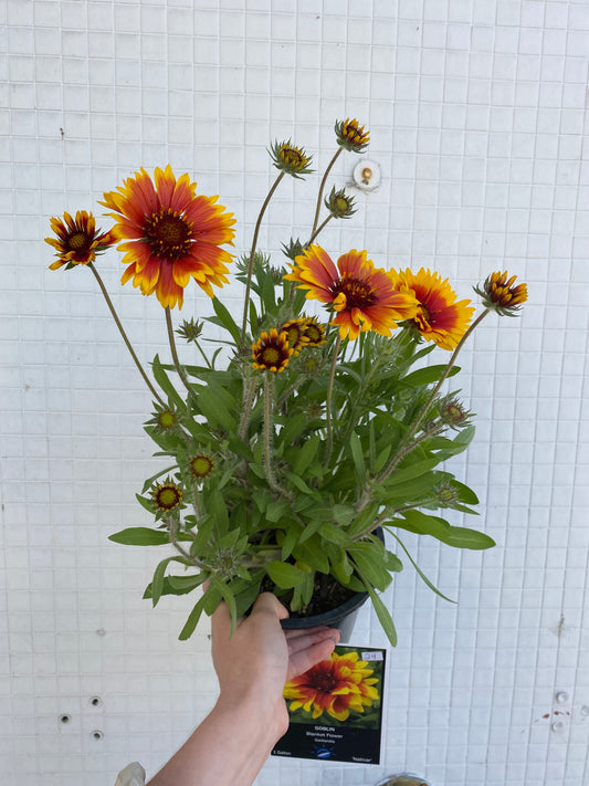 Gaillardia x grandiflora 'Goblin' - Goblin Blanket Flower