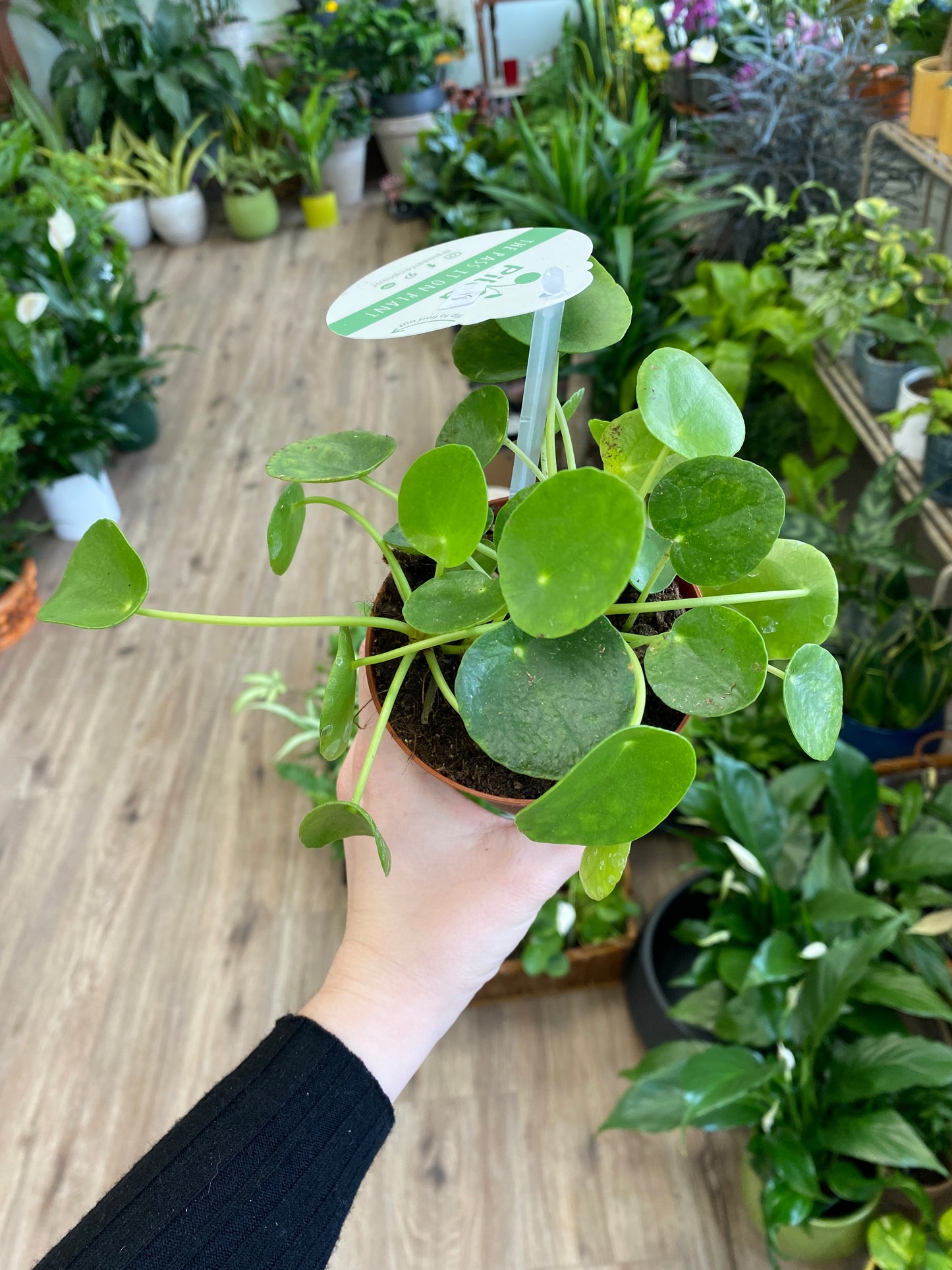 Pilea Peperomioides - Chinese Money Plant