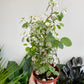 Breynia disticha - Snow Bush