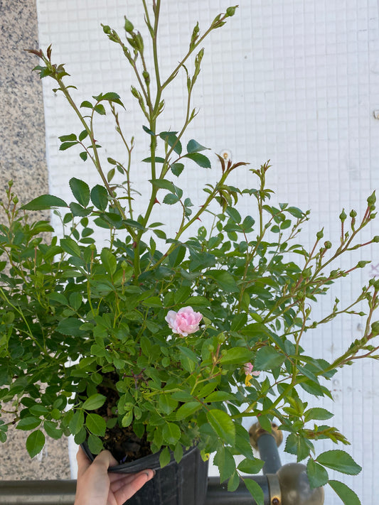 Rosa 'The Fairy' - The Fairy Groundcover Rose