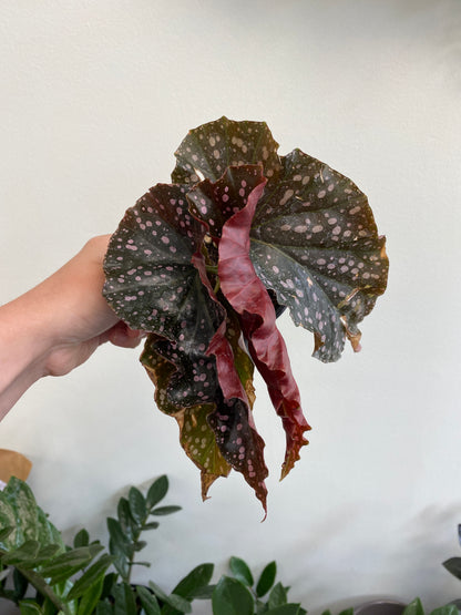 Begonia maculata 'Crackling Rosie'