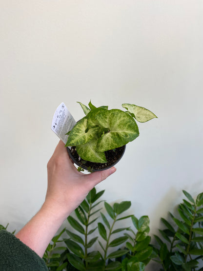 Syngonium - Nephthytis/Arrowhead Plant