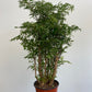 Aralia Ming - Polyscias fruticosa