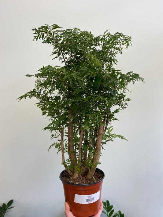 Aralia Ming - Polyscias fruticosa