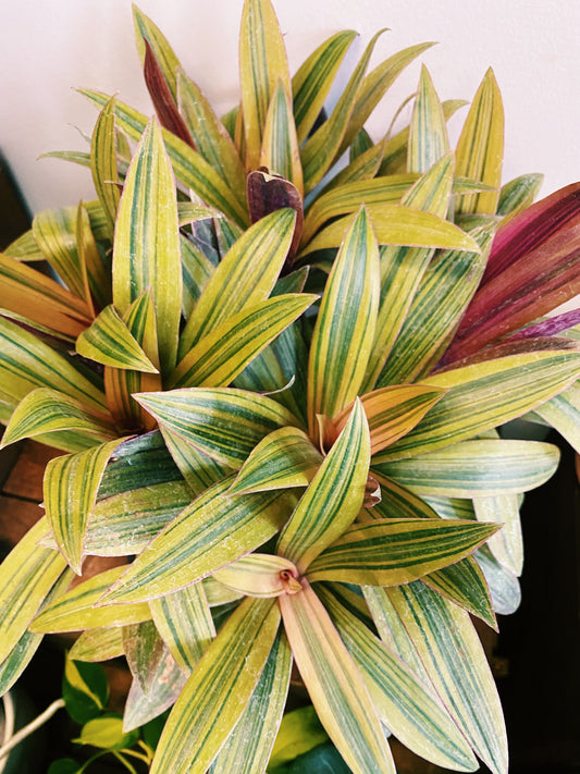 Rhoeo  - Tradescantia - Boat Lily
