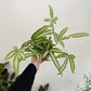 Pteris cretica - Ribbon Fern