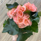 Begonia x hiemalis - Rieger Begonia
