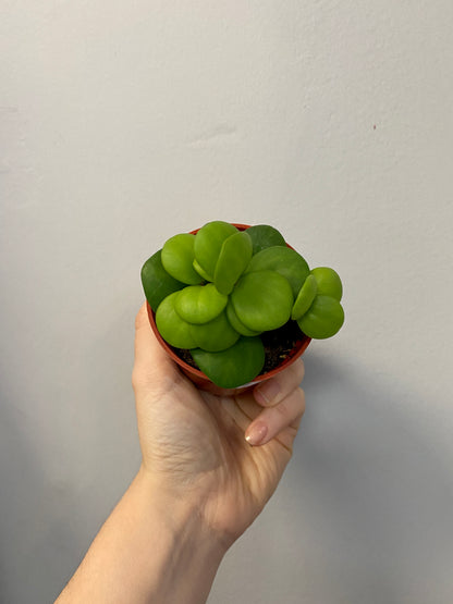 Peperomia 'Hope'