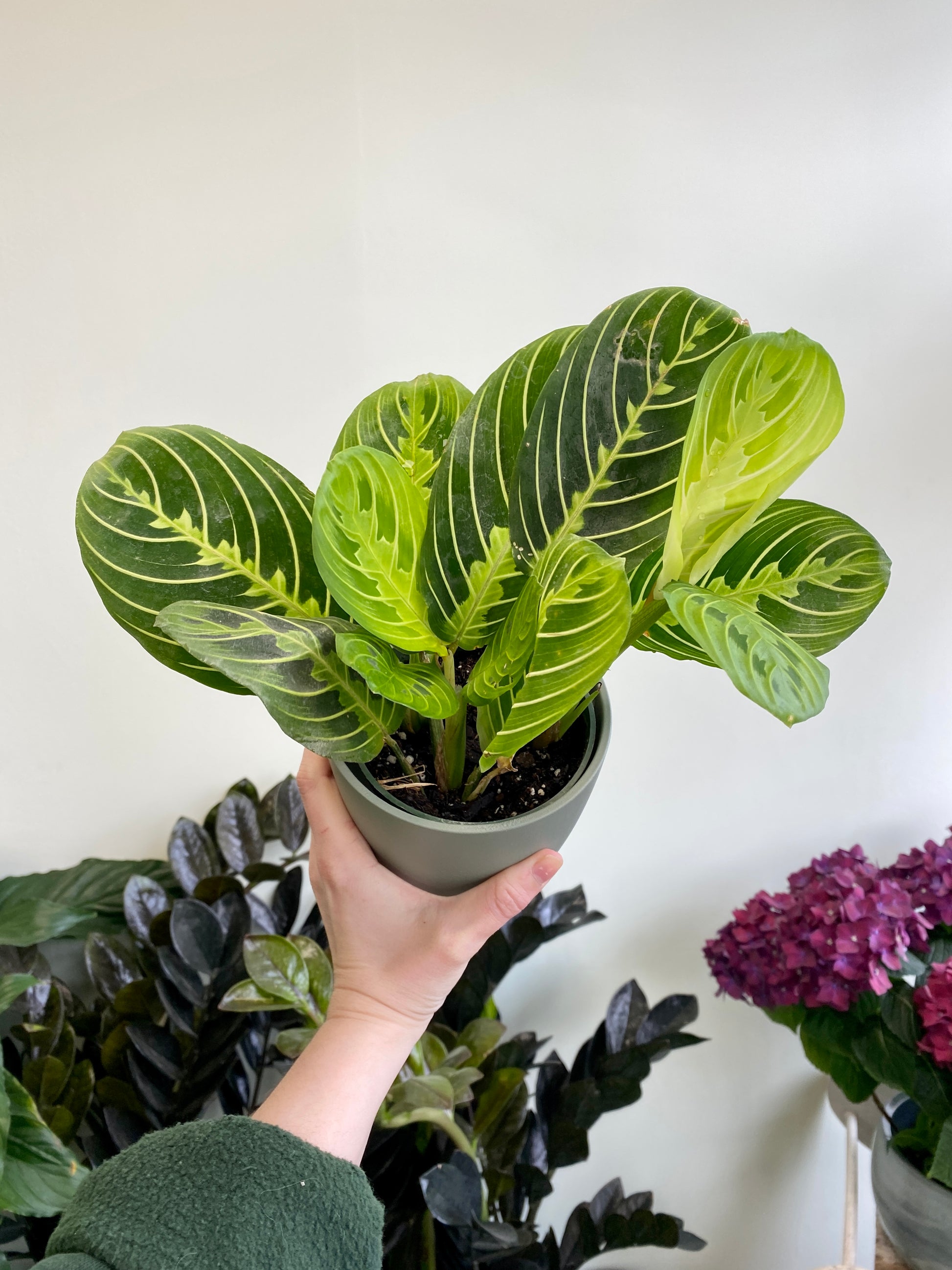 prayer flower plant Maranta leuconeura