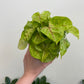 Syngonium - Nephthytis/Arrowhead Plant