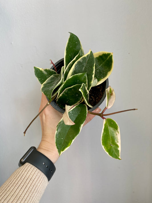 Hoya carnosa 'Variegata'