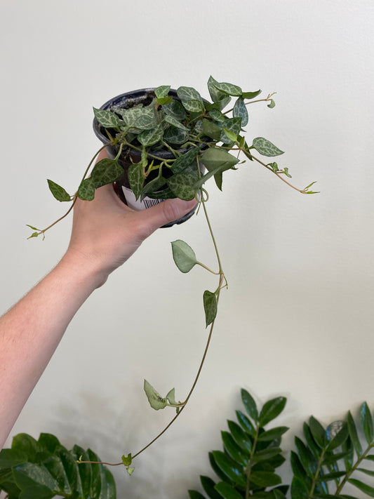 Ceropegia woodii 'Heartless' - String of Spades