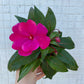 New Guinea Impatiens mixed colors