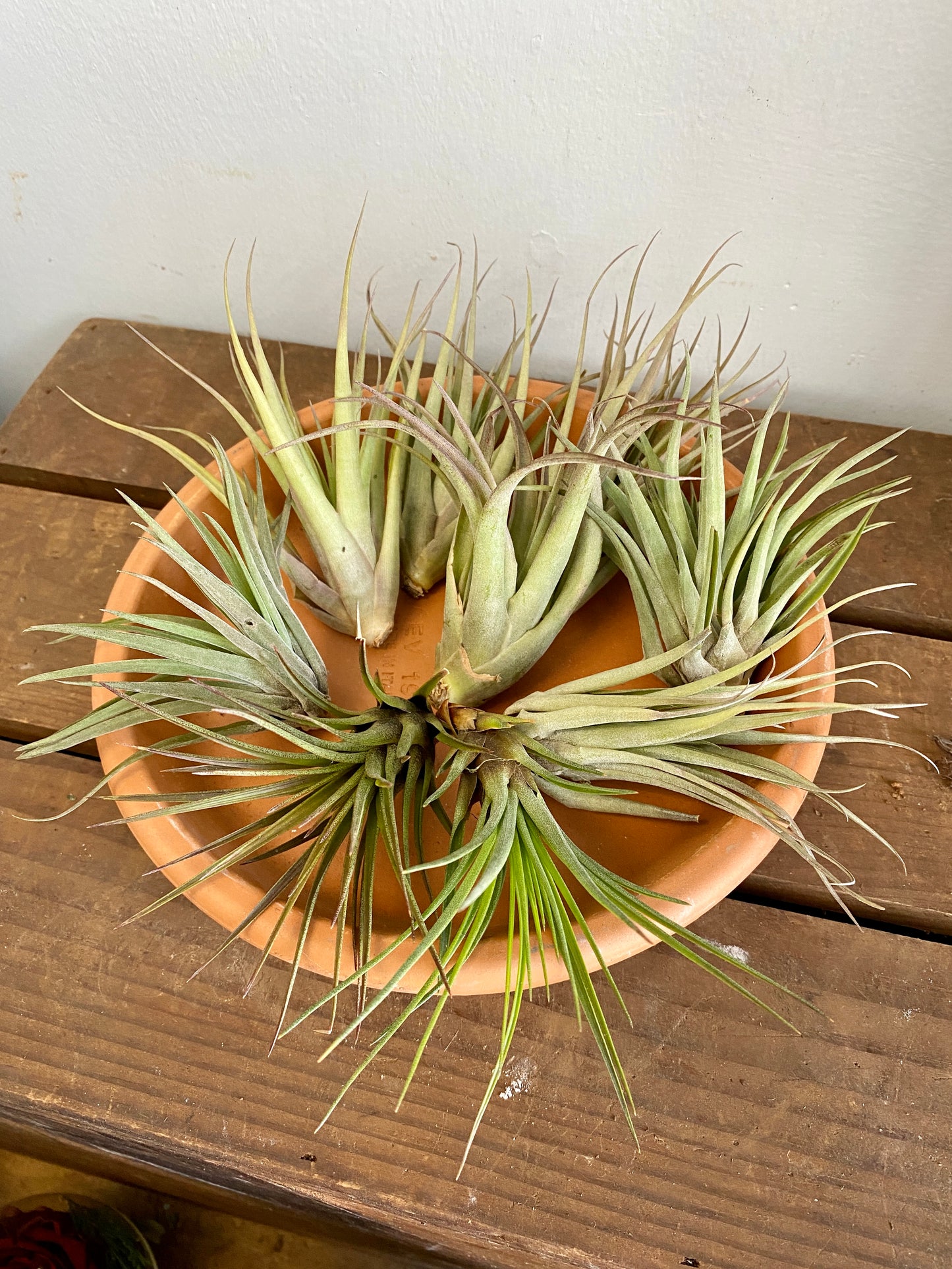 Airplants (Assorted)