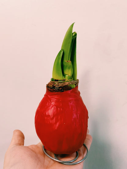 Hippeastrum - Waxed Amaryllis Bulbs