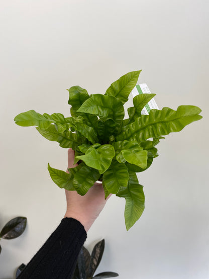 Asplenium nidus - Crispy Wave Fern