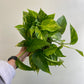Epipremnum aureum - Pothos 'Golden Hi Color'