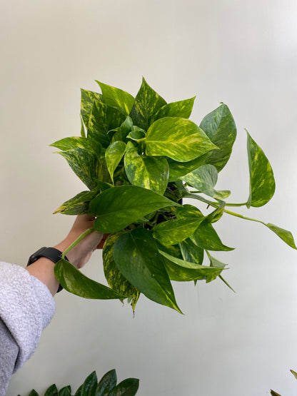 Epipremnum aureum - Pothos 'Golden Hi Color'