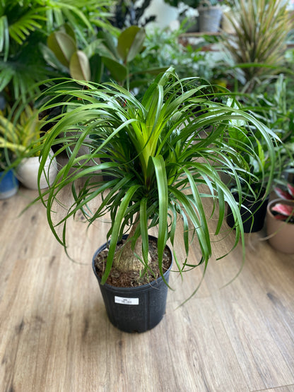Beaucarnea - Ponytail Palm