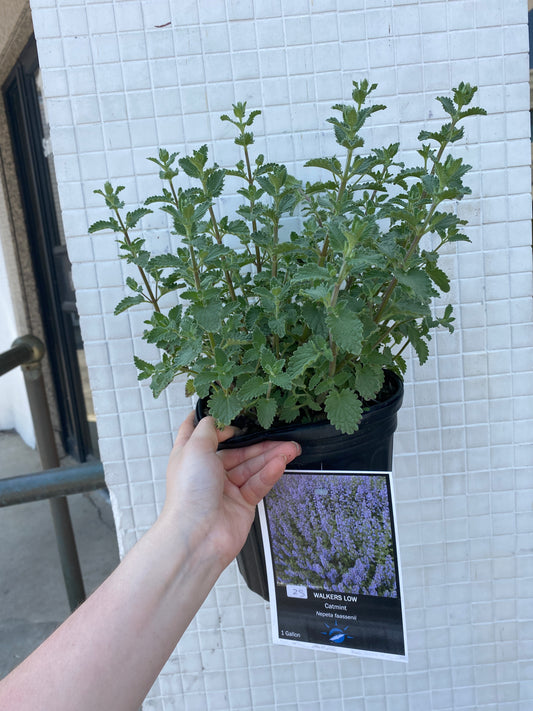 Walker's Low Catmint - Nepeta x faassenii