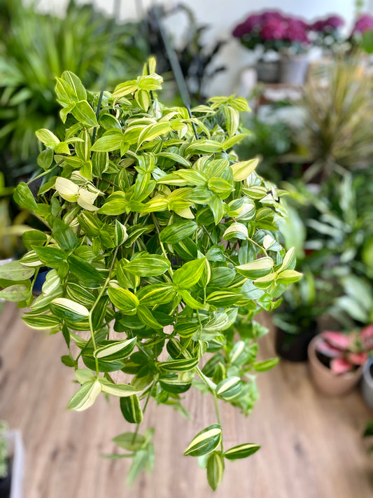 Tradescantia flumensis aureovariegata - Yellow Wandering Dude