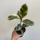 Ficus elastica ‘Tineke’ - Rubber Tree