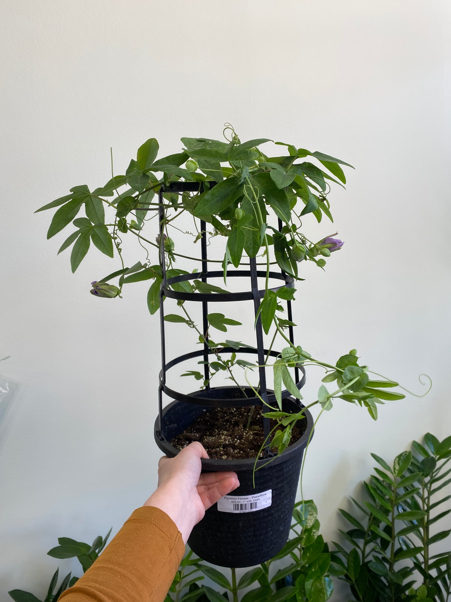 Passiflora - Passion Flower
