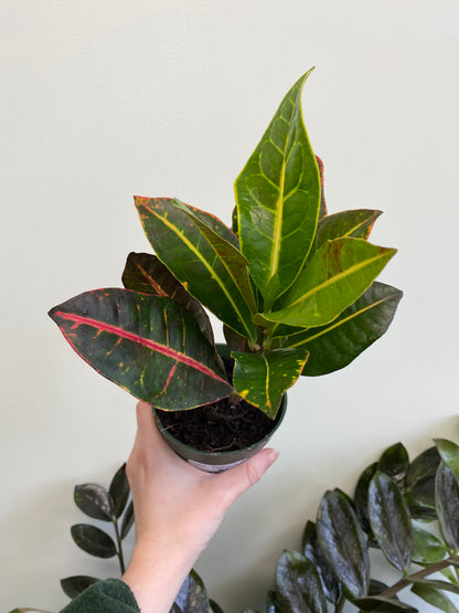 Codiaeum variegatum - Croton