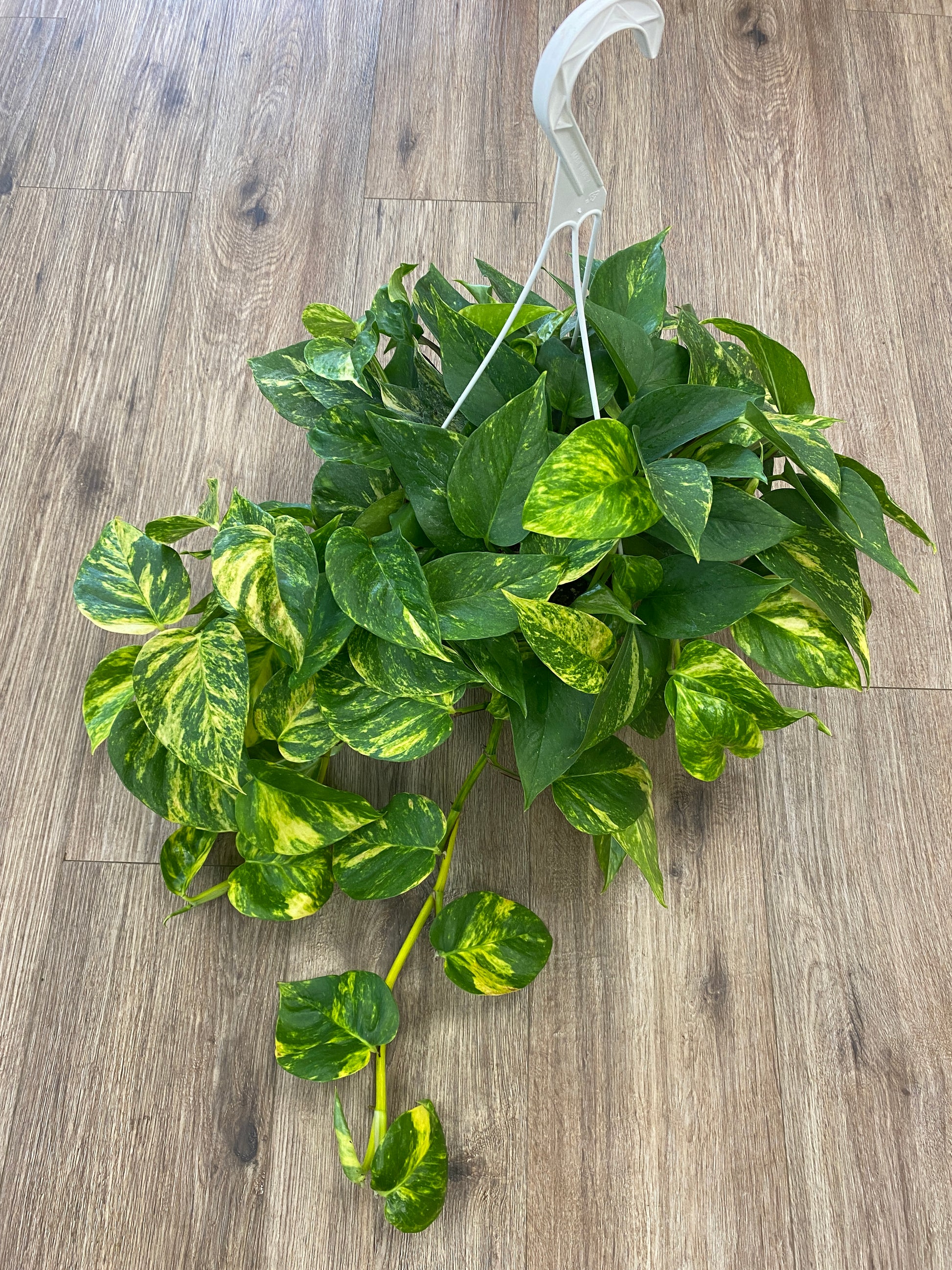 golden pothos color Epipremnum aureum
