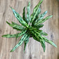 Aglaonema 'Juliette' - Chinese Evergreen