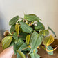 Philodendron scandens ‘micans’ - Velvet Leaf Philodendron