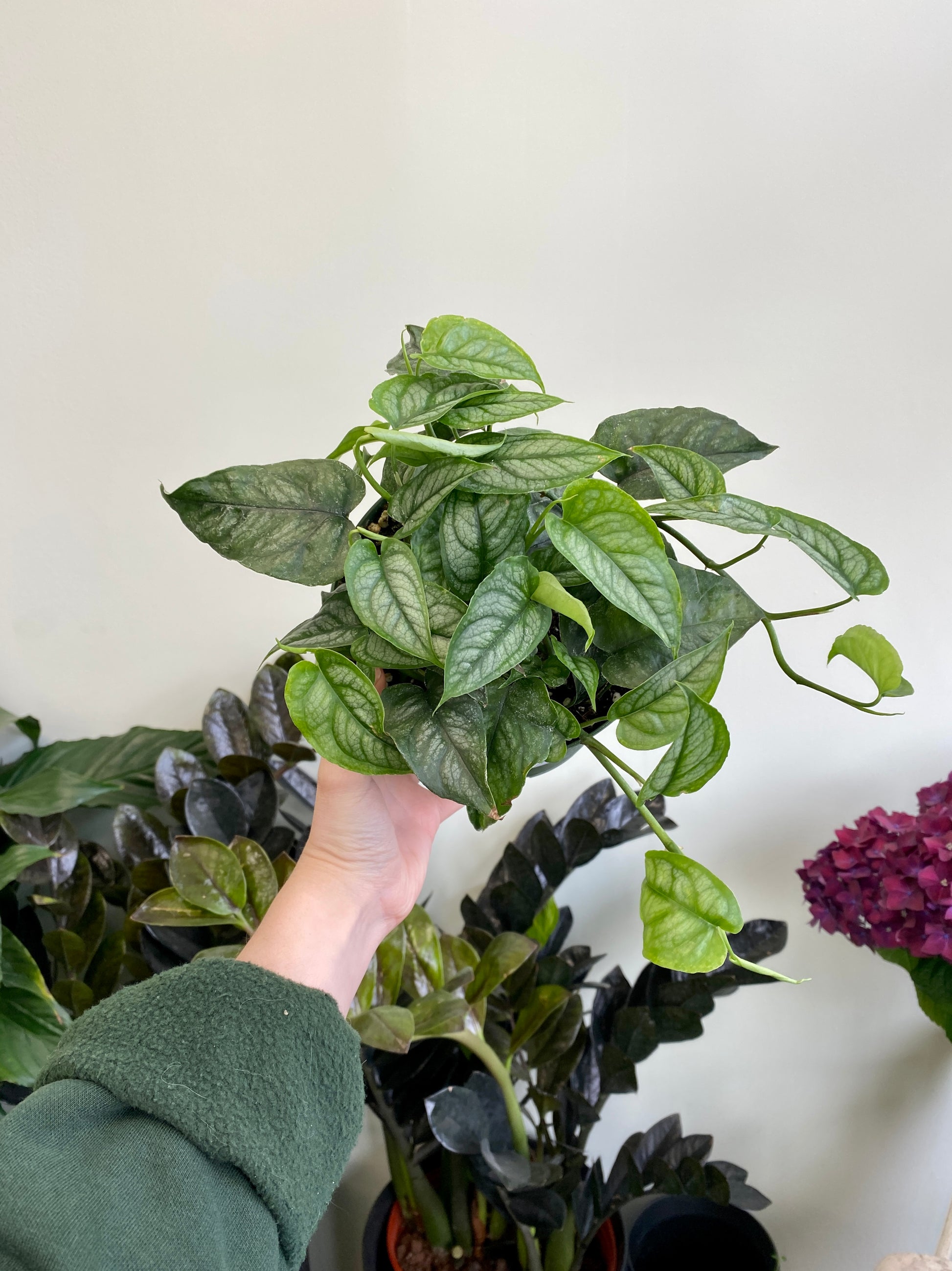 philodendron siltepecana Philodendron siltepecana – Wild Willy's Plants and Flowers