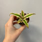 Cryptanthus bivittatus - Earth Star