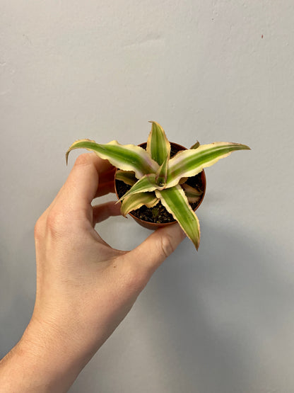 Cryptanthus bivittatus - Earth Star