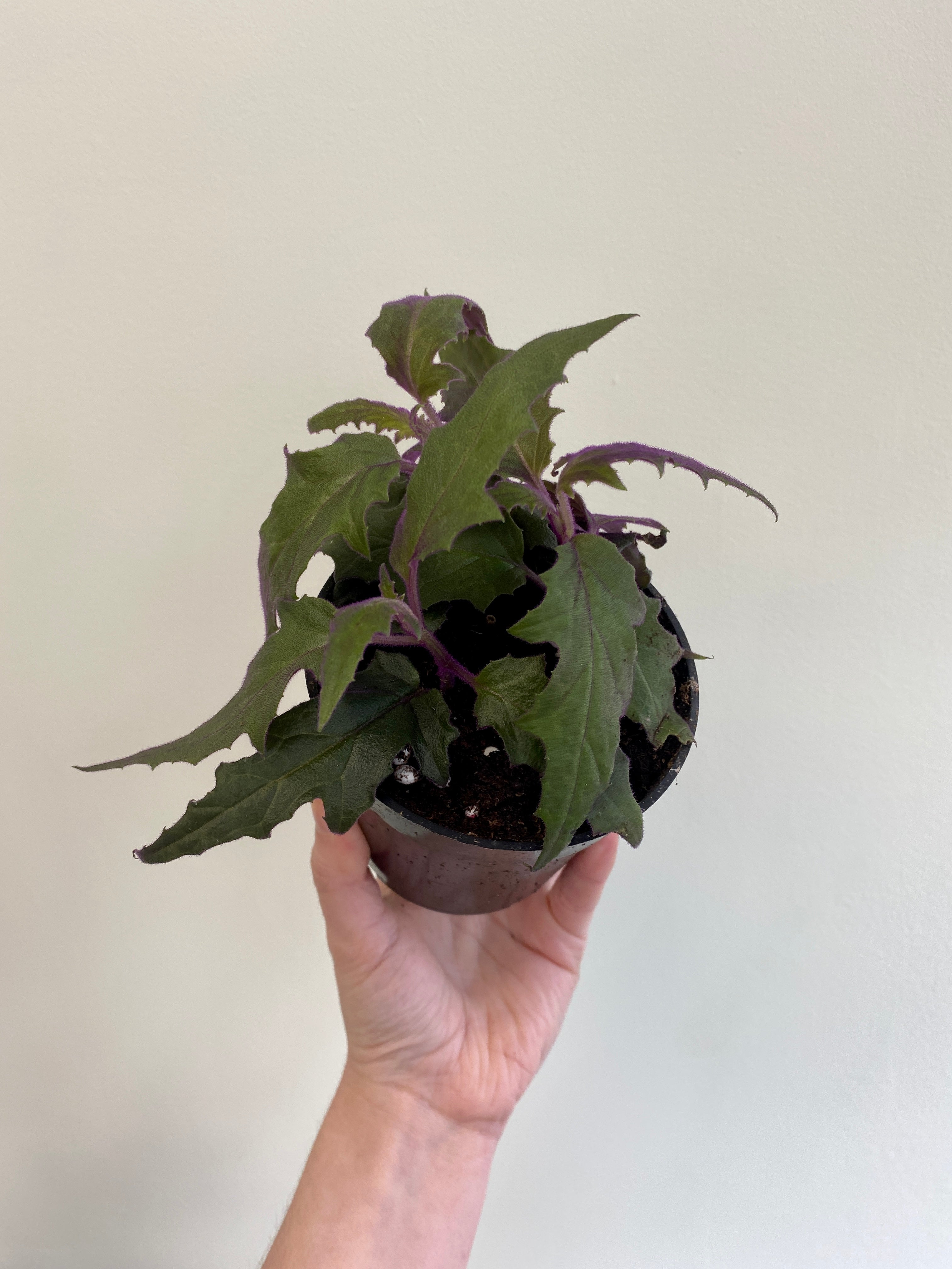 Gynura aurantiaca - Purple Velvet Plant/Purple Passion – Wild Willy's ...