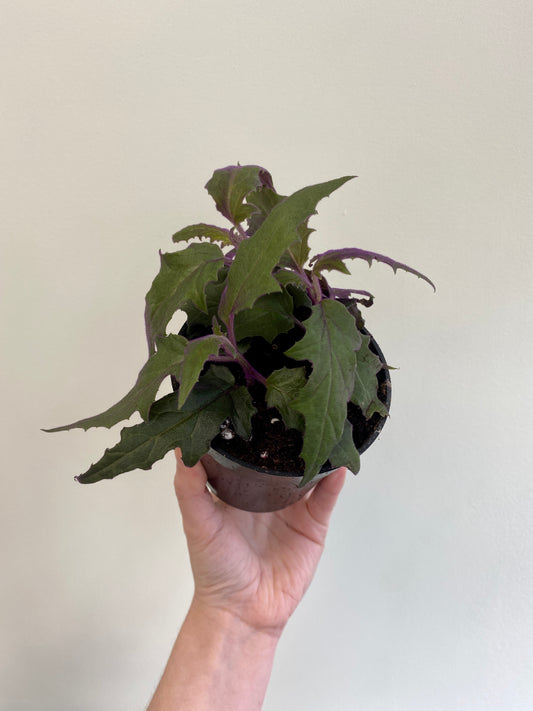 Gynura aurantiaca - Purple Velvet Plant