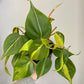 Philodendron scandens 'Brasil' - Heartleaf Philodendron 'Brasil'