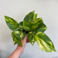 Epipremnum aureum - Pothos 'Golden Hi Color'