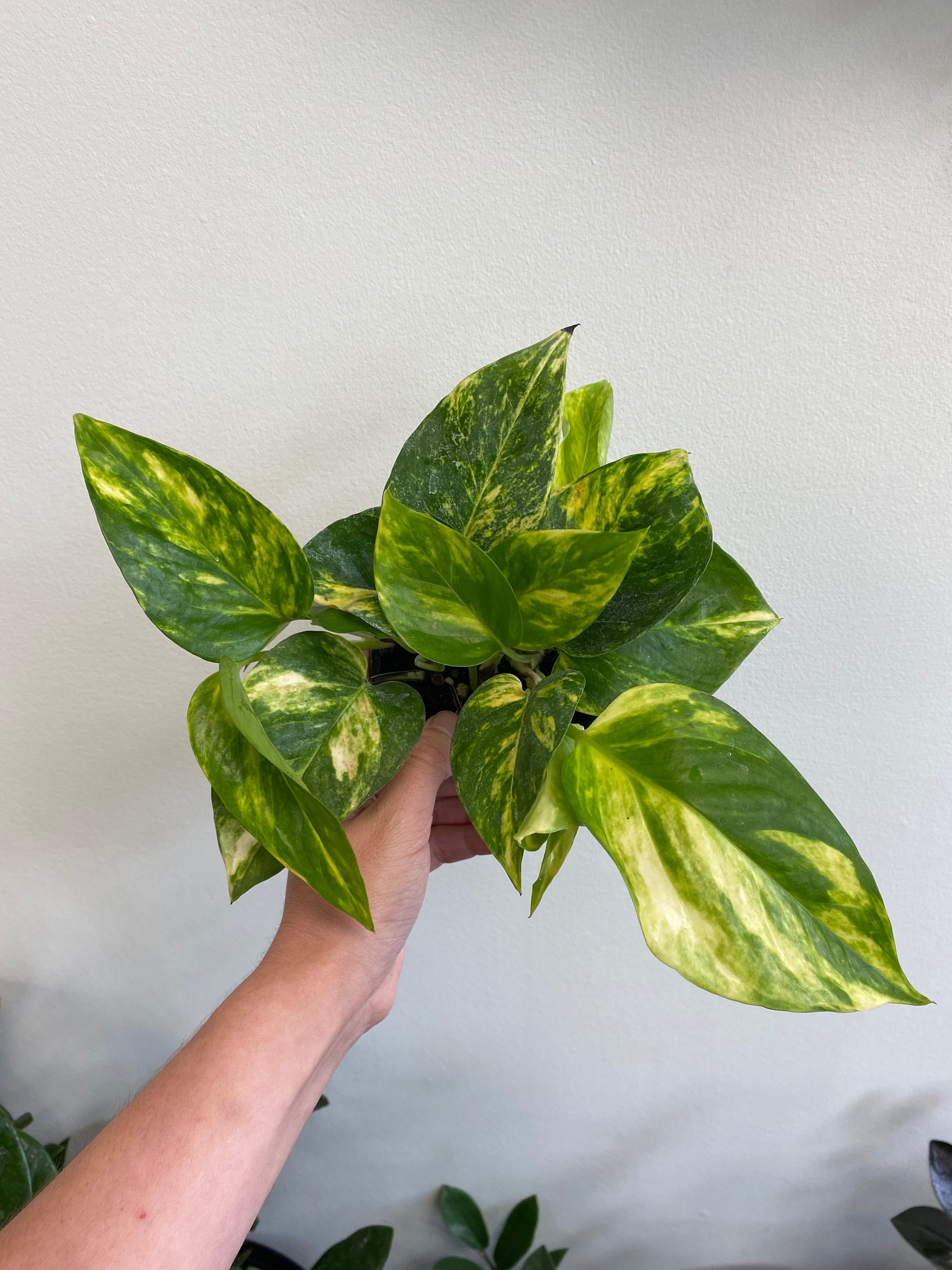 golden pothos color Epipremnum aureum