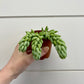 Sedum morganianum - Burro’s Tail