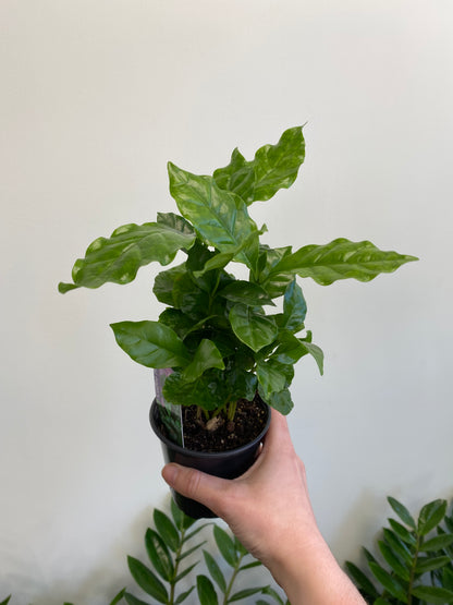 Coffea arabica - Coffee Plant