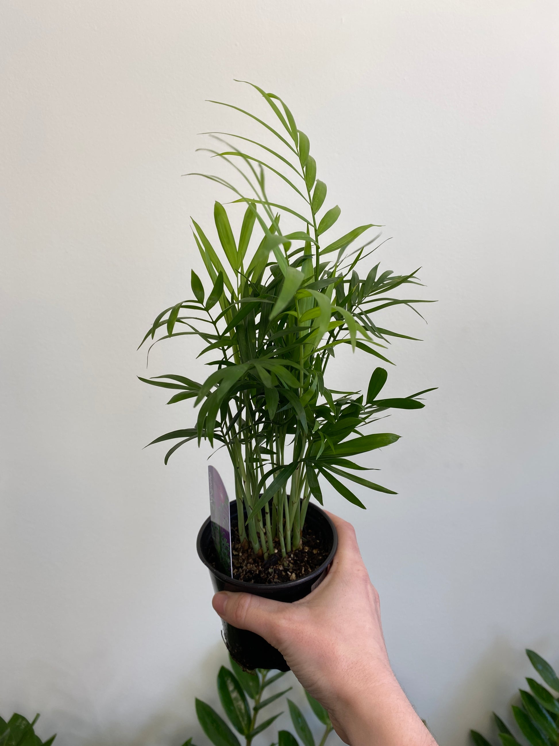 neanthe bella palm safe for cats Chamaedorea Elegans