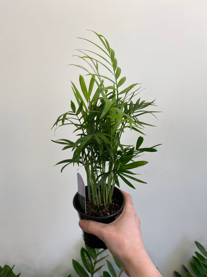 Chamaedorea elegans - Neanthe/Bella Palm