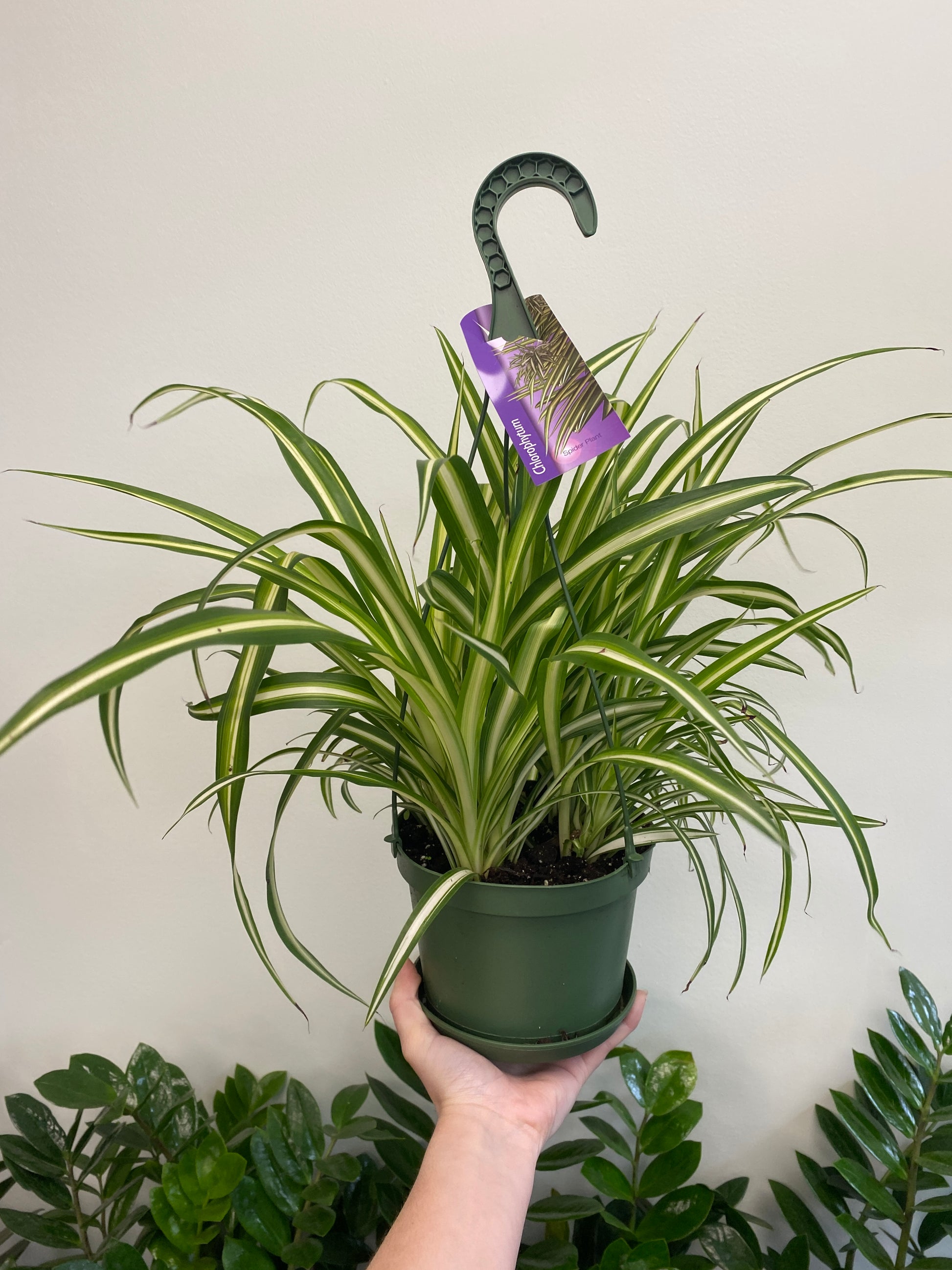 wild spider plant Chlorophytum Comosum