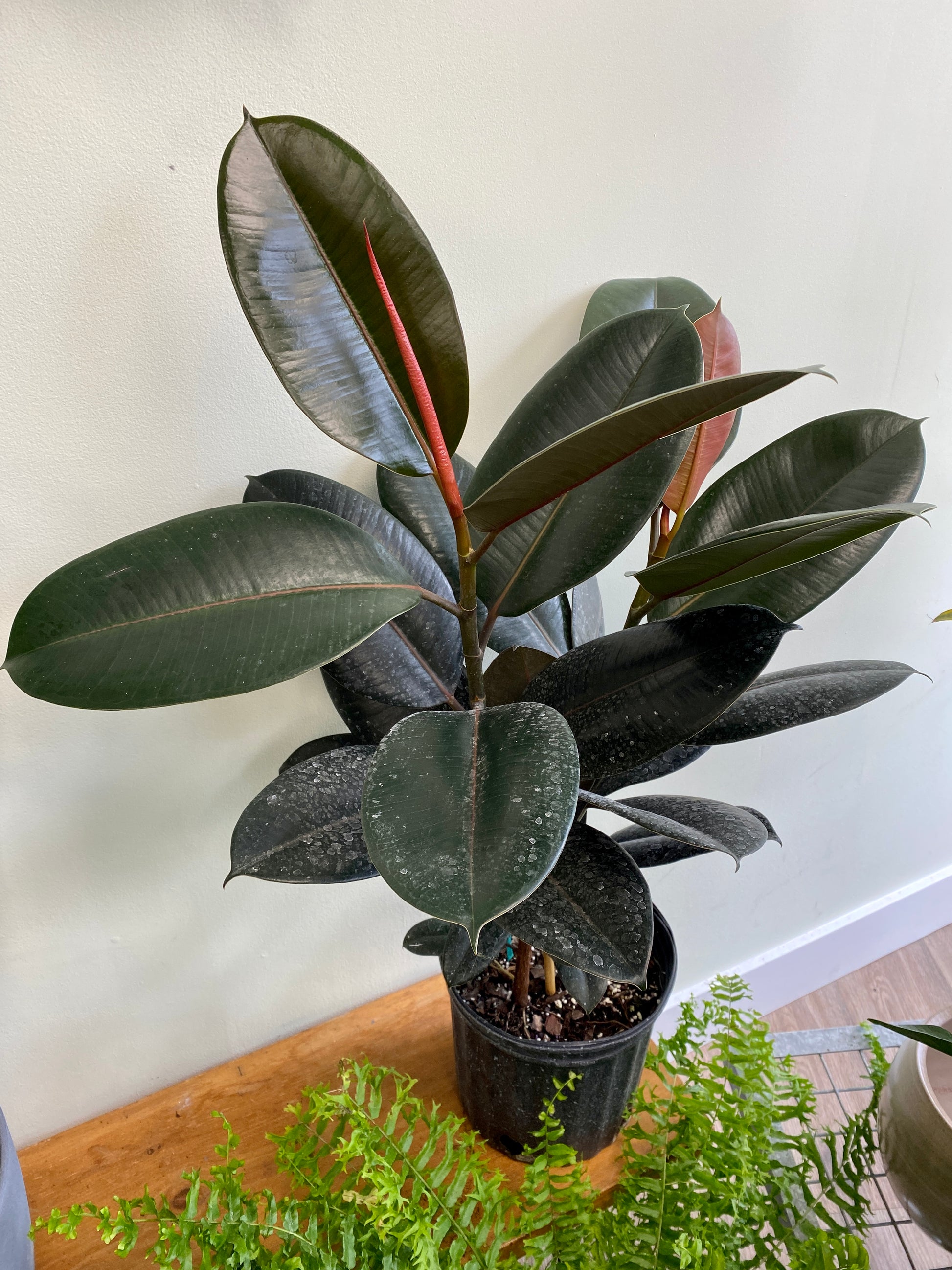 rubber tree sale Ficus elastica 'Burgundy'